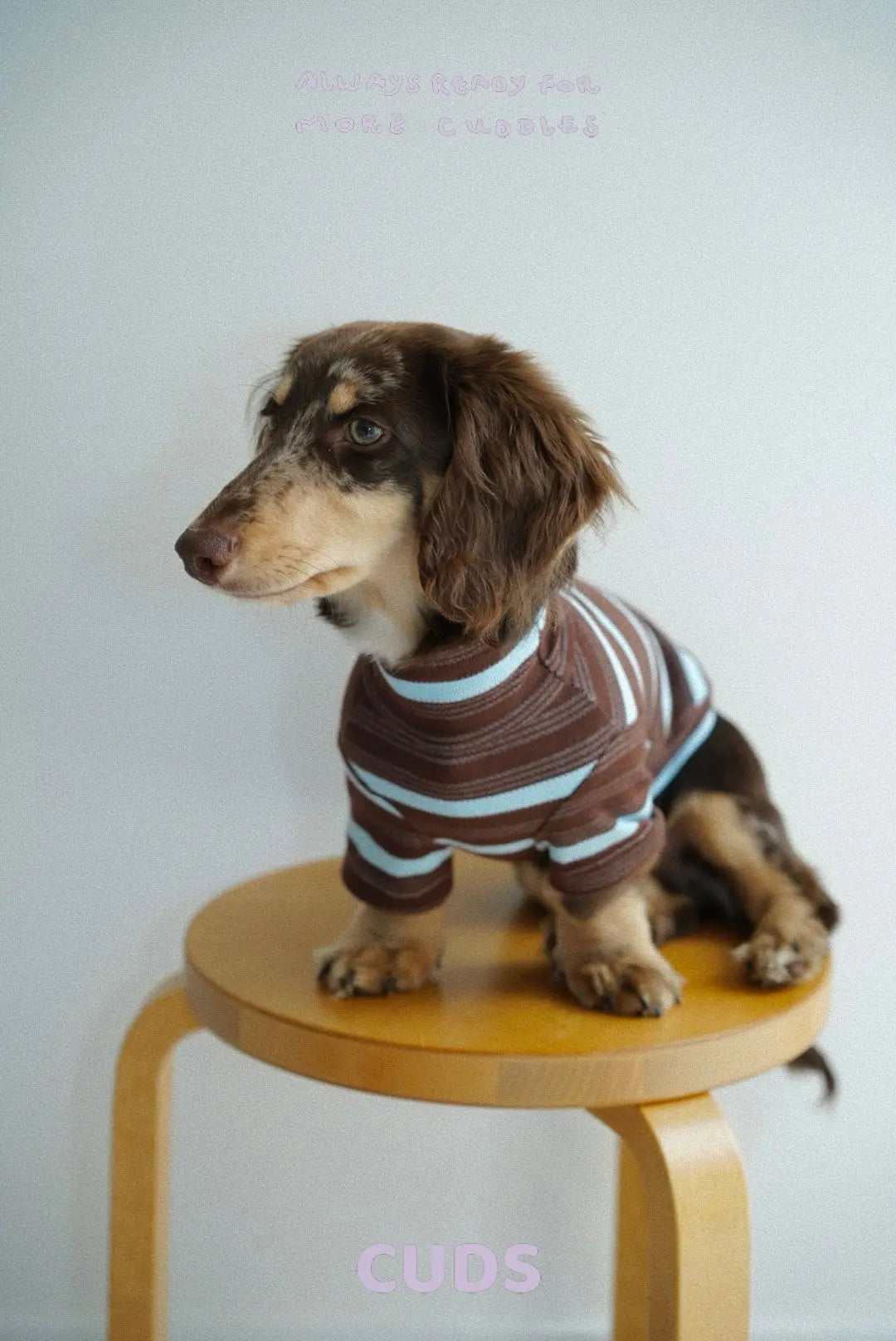 Espresso|CUDS Essentials Dog Shirt CUDS