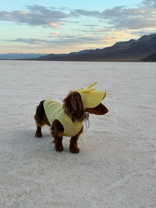 Yellow Bunny｜ CUDS Dog Cooling Hat CUDS