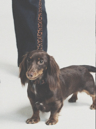 Leopard｜Hands-free Leash CUDS
