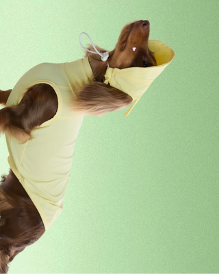 Butter｜ UPF100+ Dog Cooling Vest