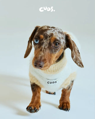 Honeybee | Alpaca Dog Sweater