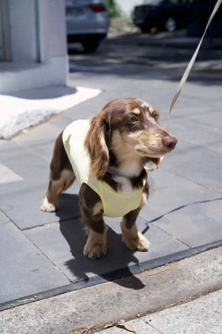 Butter｜ UPF100+ Cooling Vest