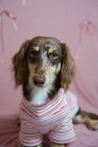 Valentine｜CUDS Essentials Dog Shirt CUDS