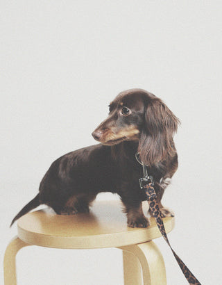 Leopard｜Hands-free Leash CUDS
