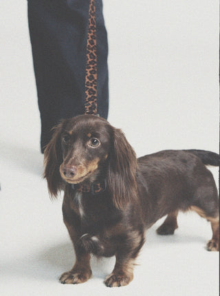Leopard｜Hands-free Leash CUDS