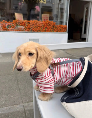 Valentine｜CUDS Essentials Dog Shirt