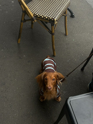 Espresso｜CUDS Essentials Dog Shirt CUDS