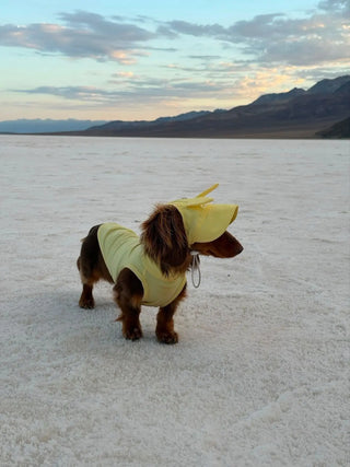 Butter｜ UPF100+ Dog Cooling Vest